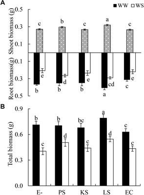 Effects of Dark Septate Endophytes on the Performance of Hedysarum scoparium Under Water Deficit Stress